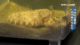 烏賊竟會數數！聰明程度不輸2歲童