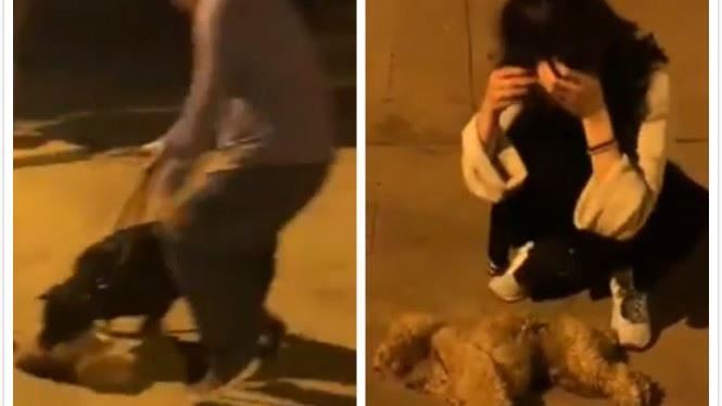愛犬慘被羅威納犬咬死　正妹蹲地痛哭