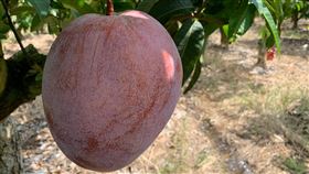 大蘋果芒果，今年採收400顆，2週內即將售完。（圖／聯興青果生產合作社提供）