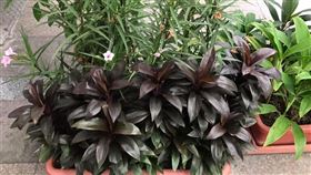 ▲對面鄰長送來的盆栽。（圖／黃太太提供）