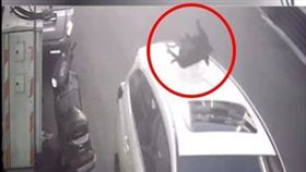 黑狗,墜樓,車頂,跑,新竹市浪愛傳遞貓狗TNVR協會