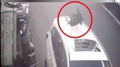 狗狗從天而降　壓壞車頂負傷逃...