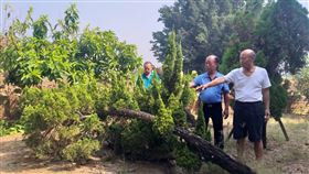 慧禪宮,龍柏,廟宇,台南