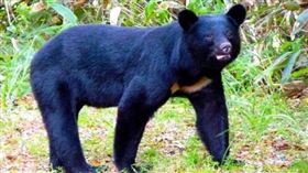 ▲日本的亞洲黑熊。（示意圖／翻攝自富山縣自然動物園）