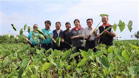 農糧署推花蓮吉安芋（1）花蓮縣吉安鄉取自奇萊山脈無汙染的純淨山泉水灌溉農作物，生產龍鬚菜、韭菜、稻米、芋頭，被稱為「吉安鄉四寶」，其中芋頭正值產季，農委會農糧署東區分署20日在吉安芋頭田間舉行推廣活動，希望逐步打響吉安芋品牌。中央社記者李先鳳攝　109年10月20日