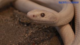 白蛇使者(圖/寶島神很大)