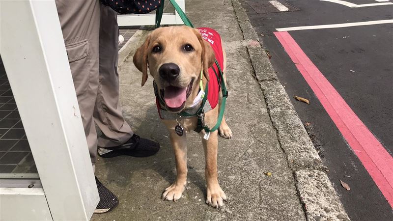 導盲犬國際交換生　開路天使平安抵韓
