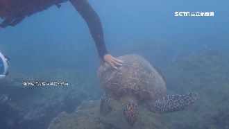 摸海龜被舉發爆氣　男秒遭切結書打臉