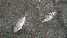 宜蘭,粉鳥林,五大毒魚,象魚,