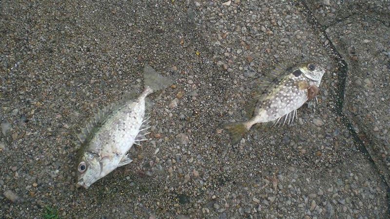 男被魚刺扎秒癱軟⋯一查竟是五大毒魚