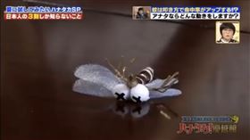 打蚊子(圖／翻攝自ピンクの日本語教室日文家教臉書粉專)