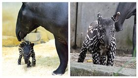 馬來貘 「馬雅」「貘樹」 貘芳 貘豆(圖／台北市立動物園提供)