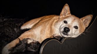 嘴邊肉都溢出來！柴犬享受臉部馬殺雞