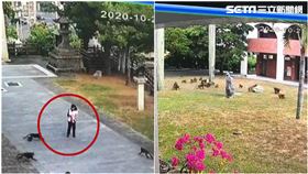 近40隻猴闖雲林淵明國中！女學生拿早餐被圍攻，圖／翻攝畫面