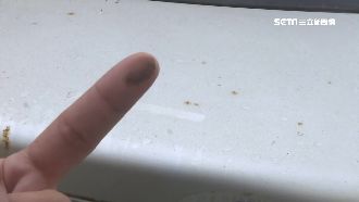 攔沙籬變黑網　通霄沿海陷飛沙之亂