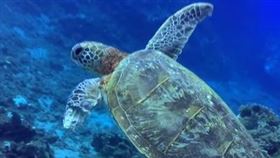 小琉球海龜慘斷肢！遭網纏繞艱困前行…網不捨：看了好難過（圖／原PO提供）