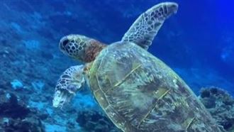 小琉球海龜纏網斷肢！影片曝光網淚崩