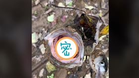  鱸魚口中「多1雙眼」！男拔魚鉤嚇傻：牠在看著我（圖／翻攝自TWRA臉書）
