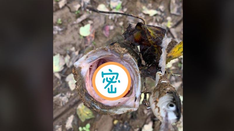 鱸魚口中多1雙眼！釣客驚：牠在看我