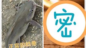 中國,廣西,鯰魚,蝌蚪,寵物,餵食（圖／翻攝自沸點視頻）