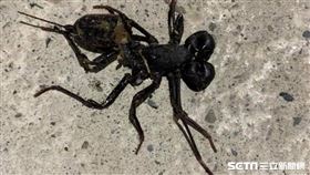 長尾鞭蠍／梁先生授權提供