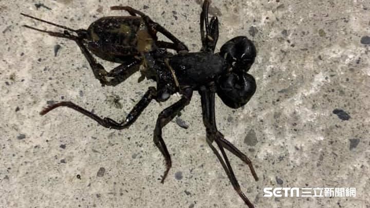 他家怪蟲長得很兇　網驚：吃蟑螂高手