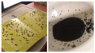 蒼蠅攻佔最美小學　學生：不敢吃午餐