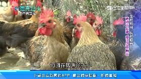 w特務上囚車060.0(DL)