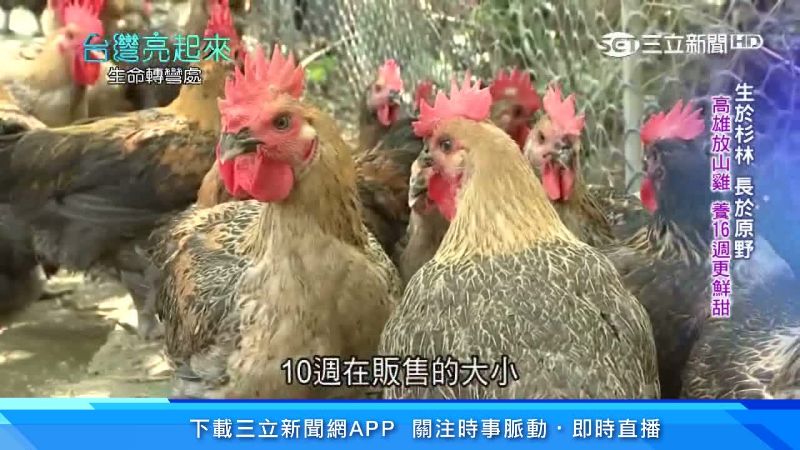 回歸原始生活！飼養喝草藥水的放山雞