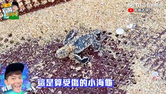 拯救幼海龜　慘見一窩無一倖免惹人淚