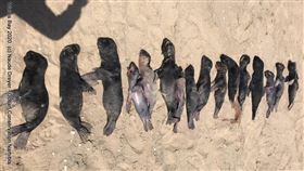 納米比亞海豹集體死亡（圖／翻攝自Ocean Conservation Namibia 臉書）