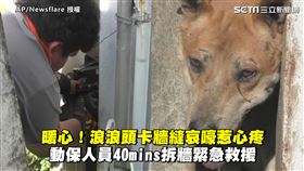 暖心！浪浪頭卡牆縫哀嚎惹心疼　動保人員40mins拆牆緊急救援