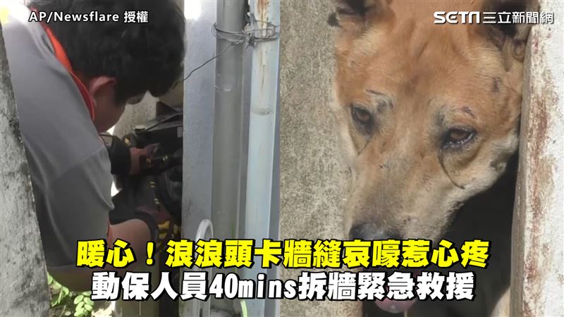 浪浪頭卡牆縫　動保40分鐘拆牆救援