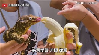 夢幻寵物巨人守宮　表演吃播秀網融化