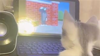 讓主子學捉老鼠？奴才用這招讓網笑翻