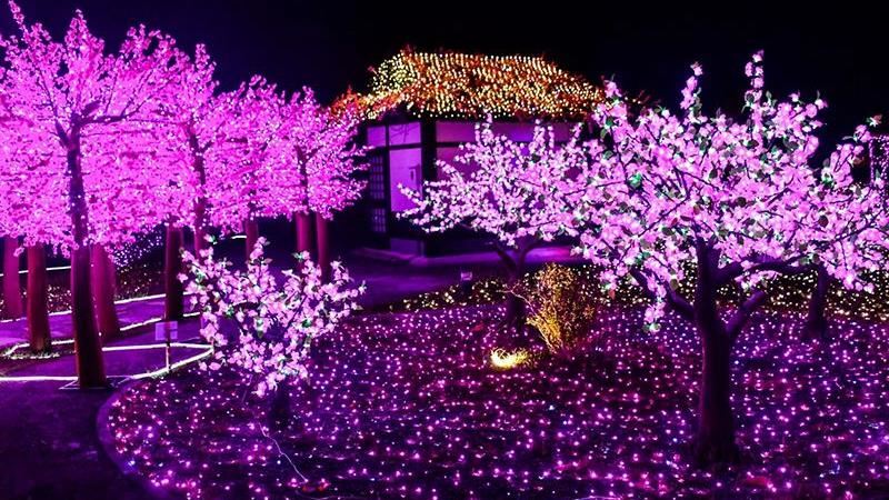 四重溪溫泉季浪漫開跑　打卡粉紅燈海