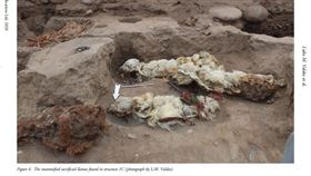 祕魯考古團隊發現自然木乃伊化的駱馬。（圖／翻攝自劍橋大學網頁cambridge.org）
