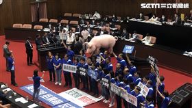 美豬 立法院 抗議 (林恩如攝)