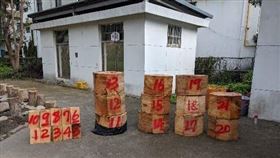 台灣扁柏,拉拉山,桃園,山老鼠,盜採,越南移工