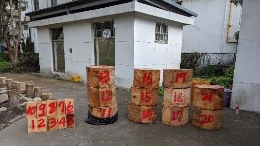 台越山老鼠集團盜伐扁柏　斂財6百萬