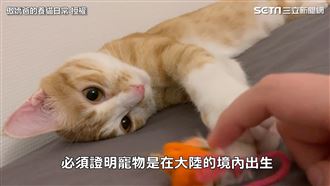 從中帶貓回台只需3萬　完整程序公開