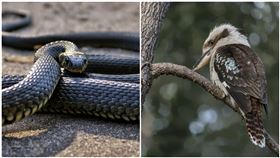 動物,澳洲,笑翠鳥,毒蛇,虎蛇,(PIXABAY