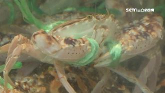 霜降後螃蟹越肥美　2招讓你大飽口福