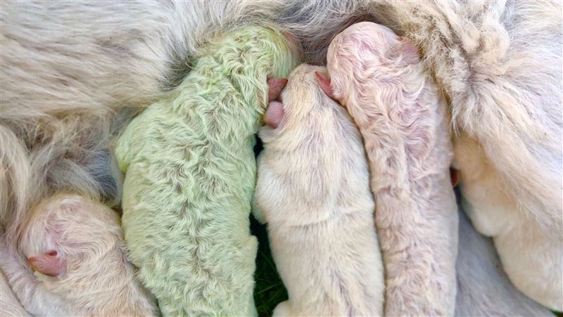 農夫嚇壞　牧羊犬生出「綠色」狗寶寶