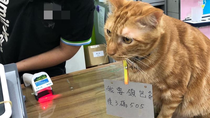 喵～橘貓自帶證件領包裹　2招搞定
