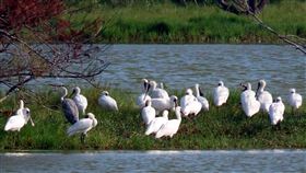 東石鰲鼓濕地逾百隻黑面琵鷺現身嘉義縣東石鰲鼓濕地鳥況豐富，北方嬌客黑面琵鷺已有100多隻棲息，大多棲息在5號至6號賞鳥亭之間，民眾只要持望遠鏡就能輕鬆觀賞。（嘉義林管處提供）中央社記者黃國芳傳真　109年10月24日