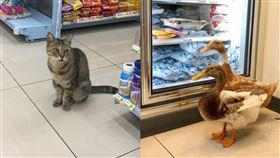 超商有店內寵物接不接受?網友議論紛紛。（圖／翻攝自PTT）