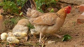 母雞、小雞、雞、雞隻、蛋（示意圖／翻攝自PIXABAY