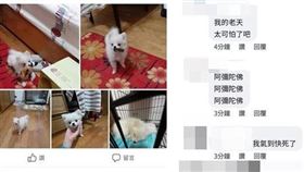 博美犬,墜樓,飼主,投胎(翻攝自 爆怨2公社)