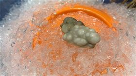 蚵仔,腫瘤,產卵,火鍋,蚵仔